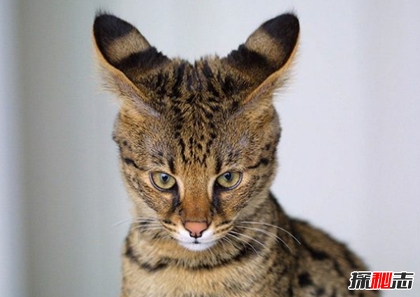 貓有哪些品種帶圖片?世界12大最奇異的貓品種