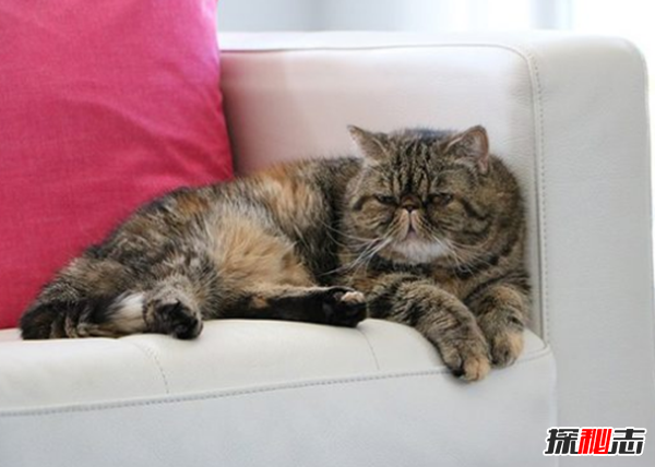 貓有哪些品種帶圖片?世界12大最奇異的貓品種