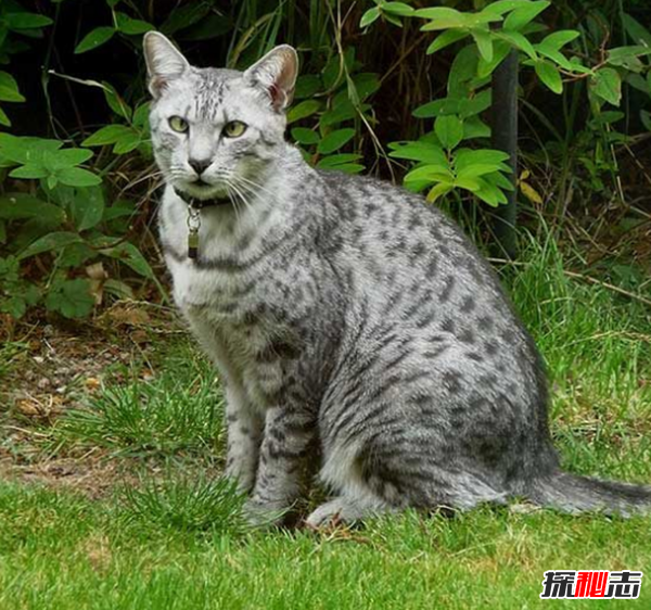 貓有哪些品種帶圖片?世界12大最奇異的貓品種