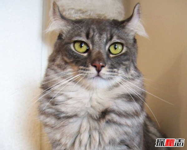 貓有哪些品種帶圖片?世界12大最奇異的貓品種