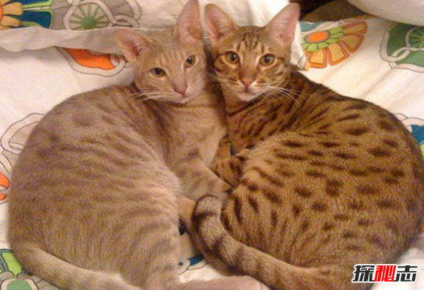 貓有哪些品種帶圖片?世界12大最奇異的貓品種