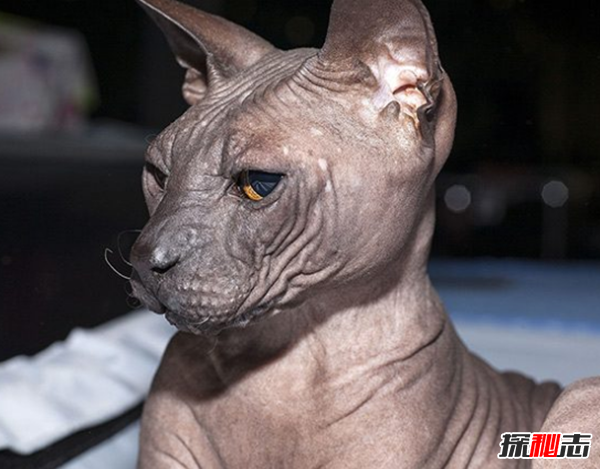 貓有哪些品種帶圖片?世界12大最奇異的貓品種