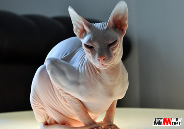 貓有哪些品種帶圖片?世界12大最奇異的貓品種