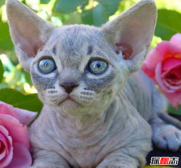貓有哪些品種帶圖片?世界12大最奇異的貓品種