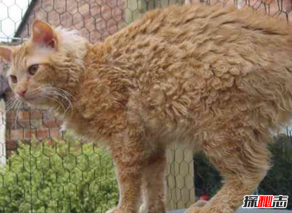 貓有哪些品種帶圖片?世界12大最奇異的貓品種