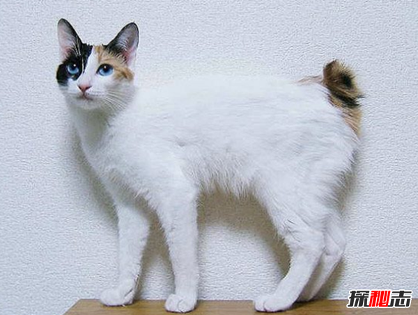 貓有哪些品種帶圖片?世界12大最奇異的貓品種