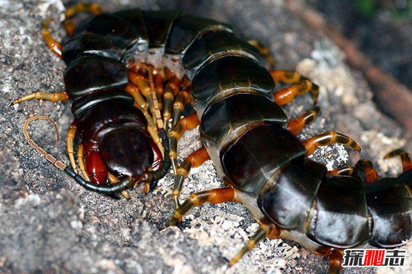 綠巨螳螂vs巨人蜈蚣