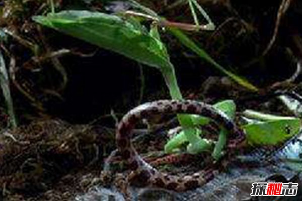 綠巨螳螂vs巨人蜈蚣