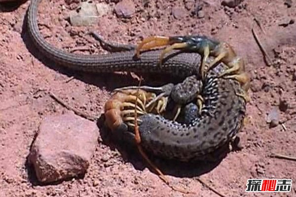 綠巨螳螂vs巨人蜈蚣