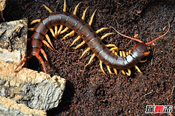 綠巨螳螂vs巨人蜈蚣