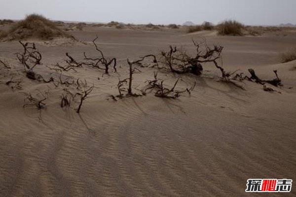 羅布泊沙民事件,像喪尸一樣不知疼痛