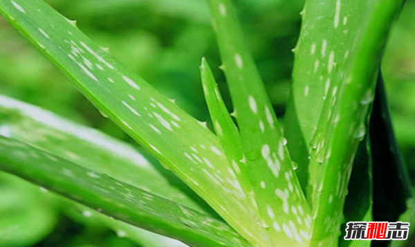 蘆薈有什么妙用?蘆薈的十大功效與作用