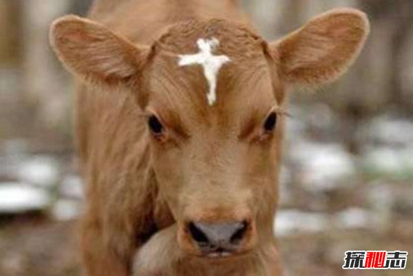 六道輪回真實(shí)案例,夜載五人竟是去投豬胎的