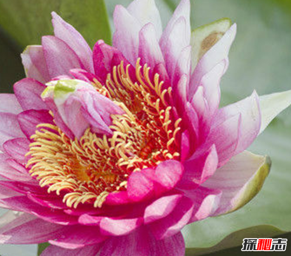 遼寧大連千年古蓮發(fā)芽之謎,古蓮子的發(fā)芽率較高(自身結構特殊)