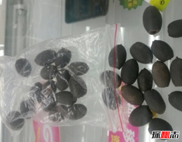 遼寧大連千年古蓮發(fā)芽之謎,古蓮子的發(fā)芽率較高(自身結構特殊)