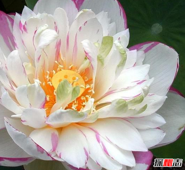 遼寧大連千年古蓮發(fā)芽之謎,古蓮子的發(fā)芽率較高(自身結構特殊)