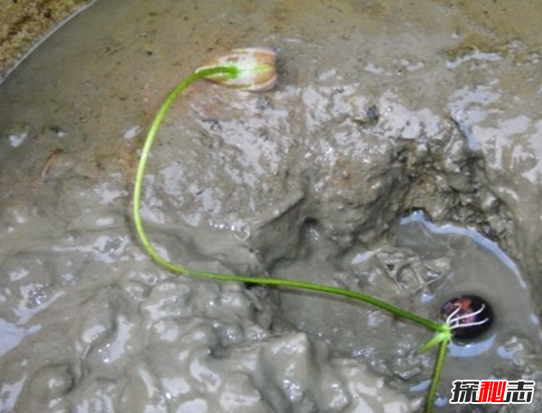 遼寧大連千年古蓮發(fā)芽之謎,古蓮子的發(fā)芽率較高(自身結構特殊)