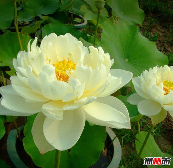 遼寧大連千年古蓮發(fā)芽之謎,古蓮子的發(fā)芽率較高(自身結構特殊)