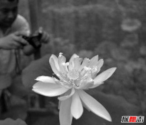 遼寧大連千年古蓮發(fā)芽之謎,古蓮子的發(fā)芽率較高(自身結構特殊)