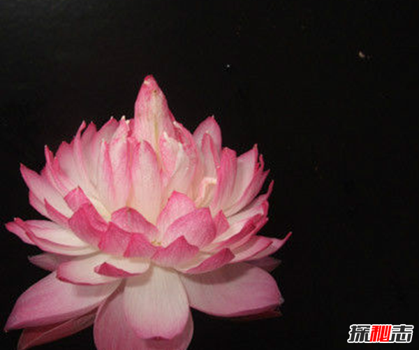 遼寧大連千年古蓮發(fā)芽之謎,古蓮子的發(fā)芽率較高(自身結構特殊)