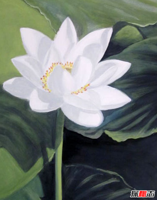 遼寧大連千年古蓮發(fā)芽之謎,古蓮子的發(fā)芽率較高(自身結構特殊)