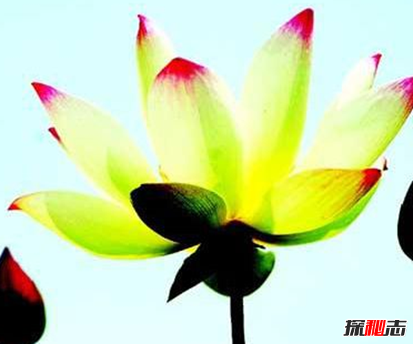 遼寧大連千年古蓮發(fā)芽之謎,古蓮子的發(fā)芽率較高(自身結構特殊)