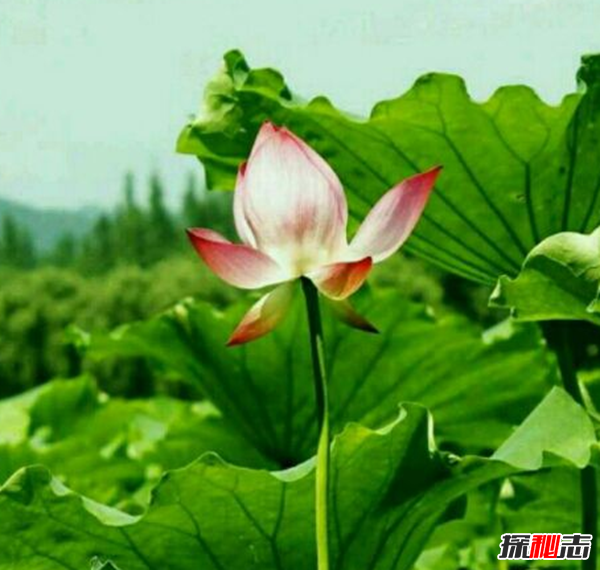 蓮藕有絲是怎么回事?藕斷絲連科學(xué)解釋