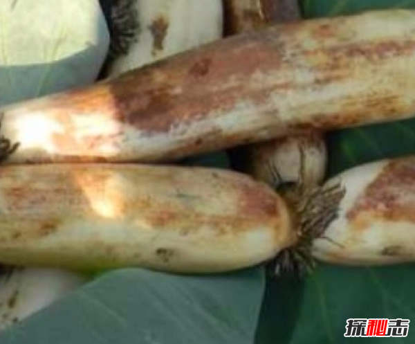 蓮藕有絲是怎么回事?藕斷絲連科學(xué)解釋