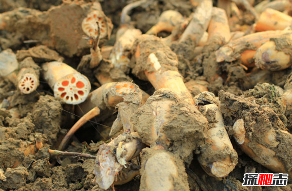 蓮藕有絲是怎么回事?藕斷絲連科學(xué)解釋