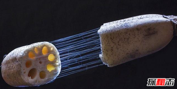 蓮藕有絲是怎么回事?藕斷絲連科學(xué)解釋