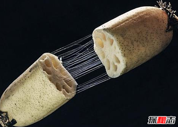 蓮藕有絲是怎么回事?藕斷絲連科學(xué)解釋