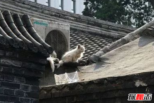 北京靈異車(chē)禍事件,現場(chǎng)驚現清晰骷髏頭(嘴巴一張一合—)