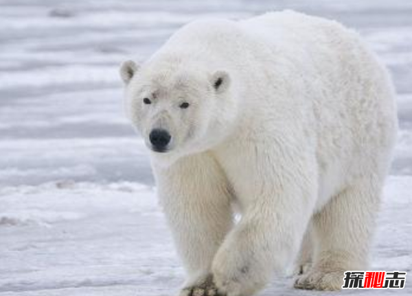 北極十大代表動(dòng)物 第八遷徙達7萬(wàn)公里,第五常被獵殺