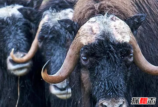 北極十大代表動(dòng)物 第八遷徙達7萬(wàn)公里,第五常被獵殺