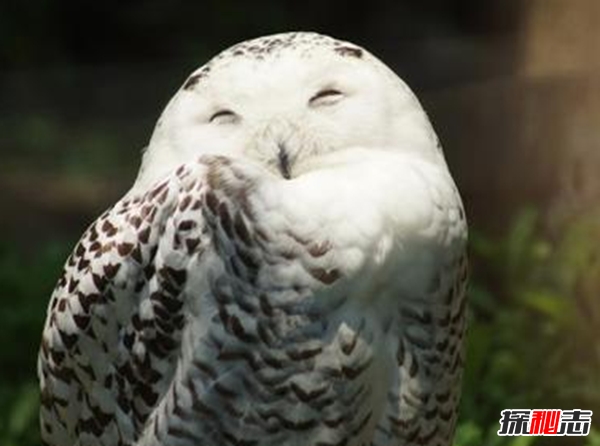 北極十大代表動(dòng)物 第八遷徙達7萬(wàn)公里,第五常被獵殺