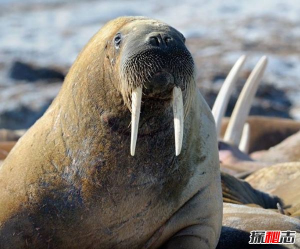 北極十大代表動(dòng)物 第八遷徙達7萬(wàn)公里,第五常被獵殺