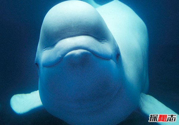 北極十大代表動(dòng)物 第八遷徙達7萬(wàn)公里,第五常被獵殺