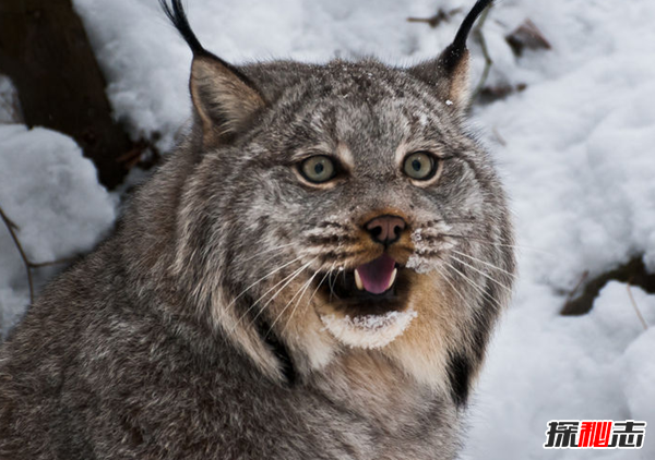 北極十大代表動(dòng)物 第八遷徙達7萬(wàn)公里,第五常被獵殺