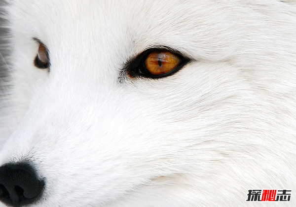 北極十大代表動(dòng)物 第八遷徙達7萬(wàn)公里,第五常被獵殺