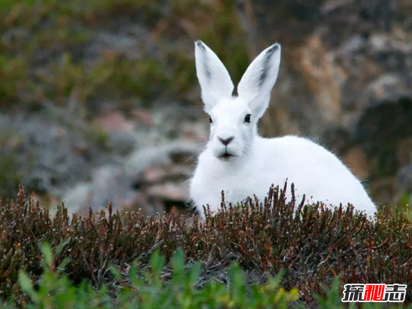 北極十大代表動(dòng)物 第八遷徙達7萬(wàn)公里,第五常被獵殺