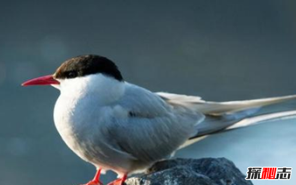 北極十大代表動(dòng)物 第八遷徙達7萬(wàn)公里,第五常被獵殺