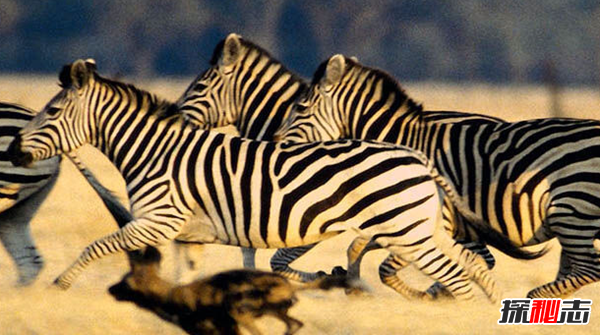 斑馬身上為什么有斑紋?關(guān)于斑馬的有趣之處