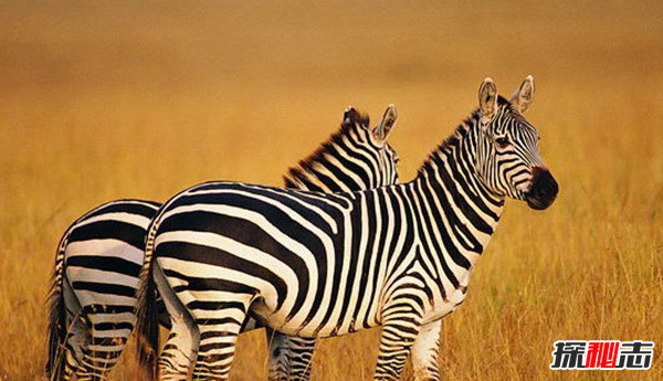 斑馬身上為什么有斑紋?關(guān)于斑馬的有趣之處