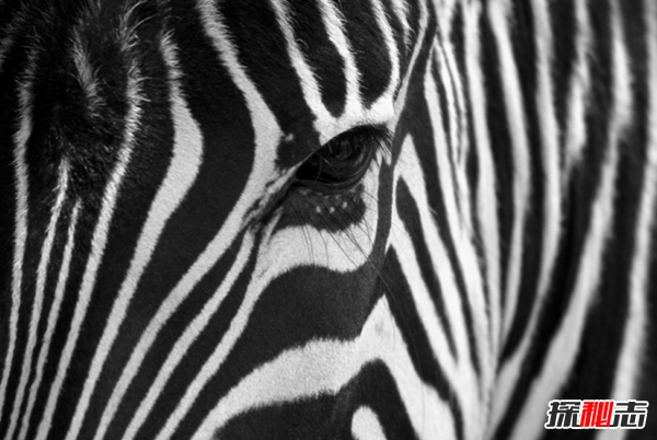 斑馬身上為什么有斑紋?關(guān)于斑馬的有趣之處