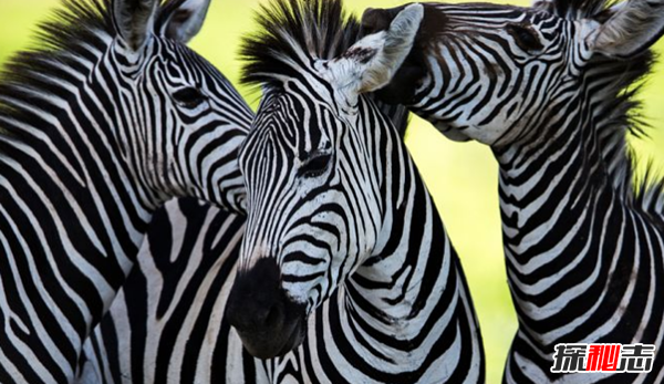斑馬身上為什么有斑紋?關(guān)于斑馬的有趣之處