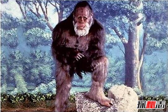 澳大利亞人形獸幽威,全身被棕色毛發(fā)覆蓋