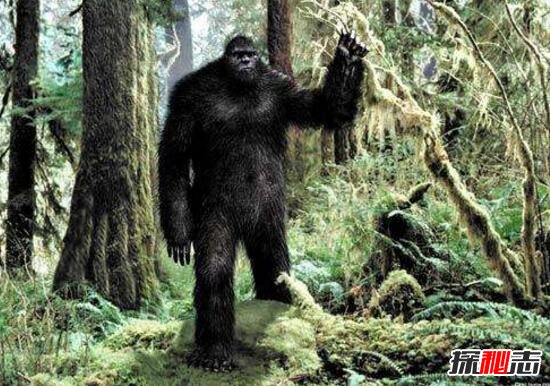 澳大利亞人形獸幽威,全身被棕色毛發(fā)覆蓋