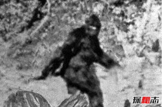 澳大利亞人形獸幽威,全身被棕色毛發(fā)覆蓋