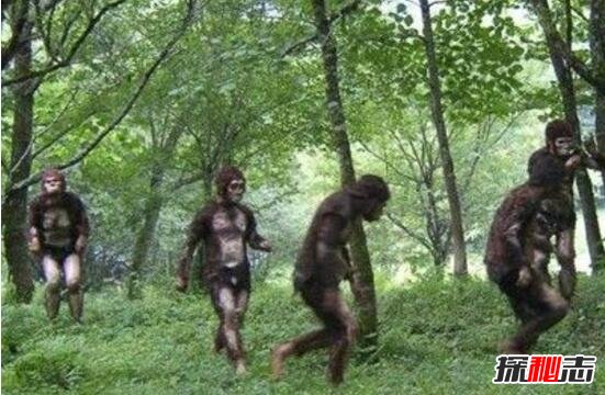 澳大利亞人形獸幽威,全身被棕色毛發(fā)覆蓋