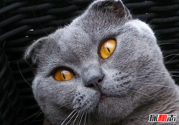 世界上10大最好看的貓品種 暹羅貓/玩具虎貓榜上有名